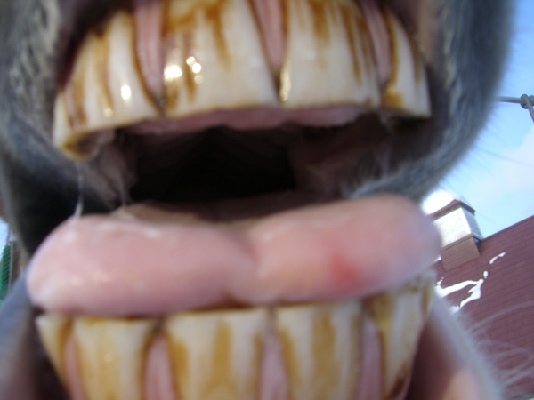 donkey_teeth
